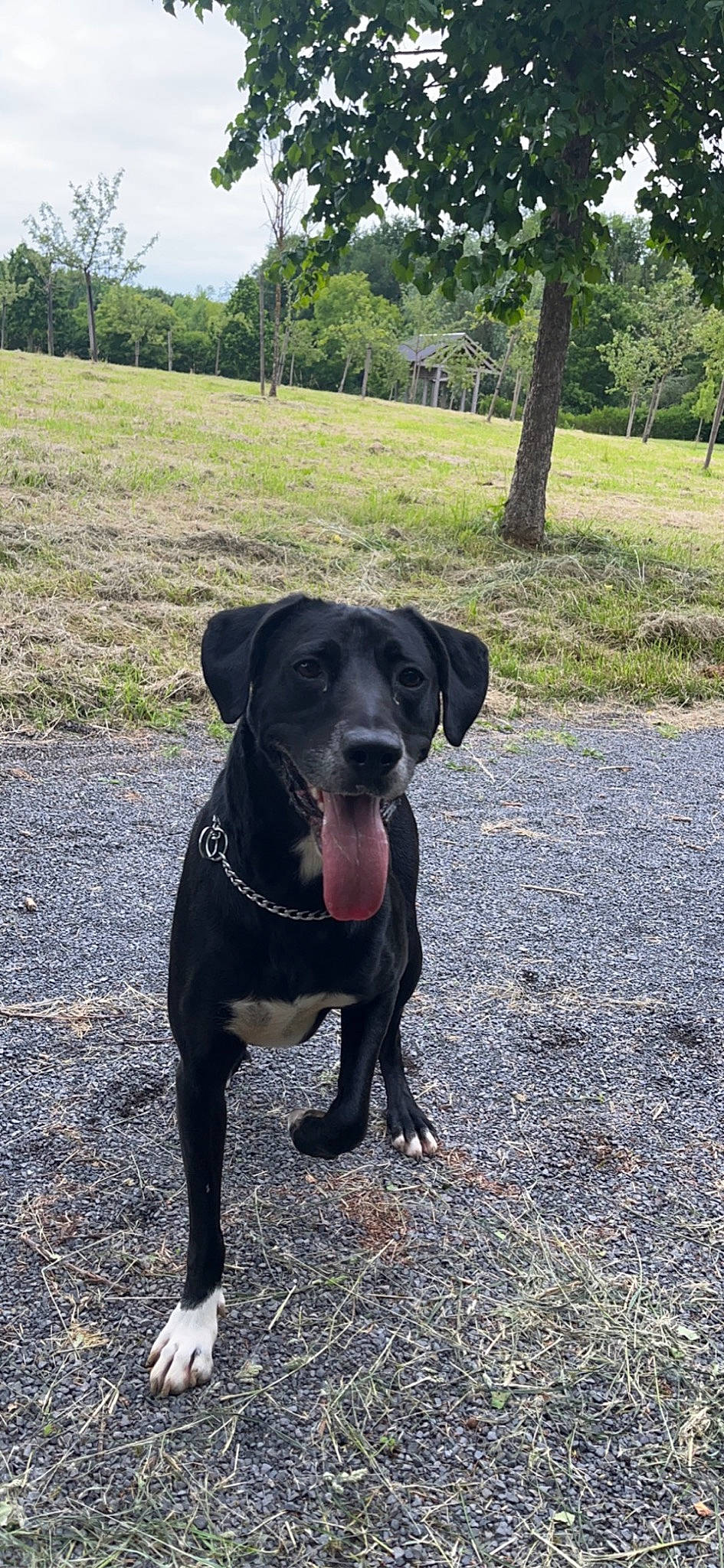 Newton a rejoint le concours — aidez-le/la à gagner de superbes lots ! borador, canidae, carnivore, collar, companion_dog, dog, dog_breed, dog_collar, fawn, grass, gun_dog, leash, liver, pet_supply, plant, retriever, snout, tail, tree, working_animal