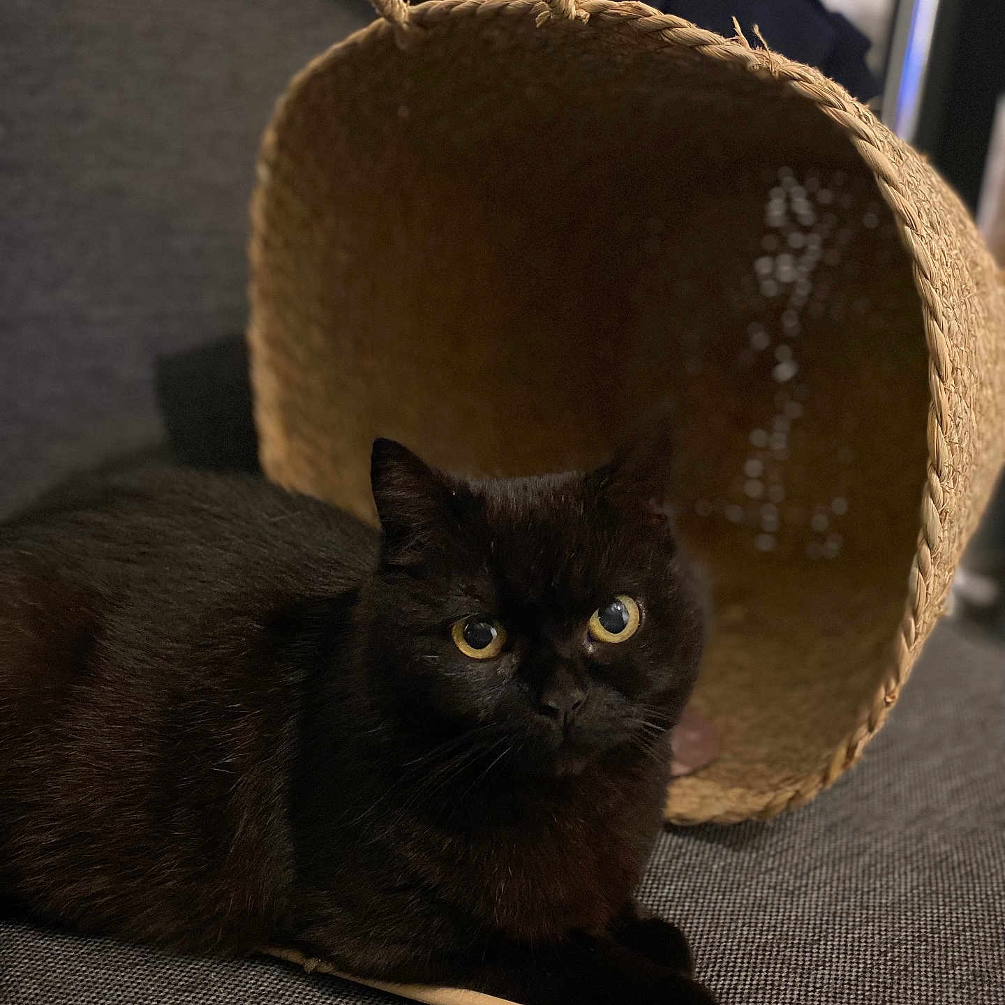 Mimi a rejoint le concours — aidez-le/la à gagner de superbes lots ! accessories, animal, art, bag, basket, blackcat, cat, handbag, handicraft, hardwood, kitten, manx, pet, wood