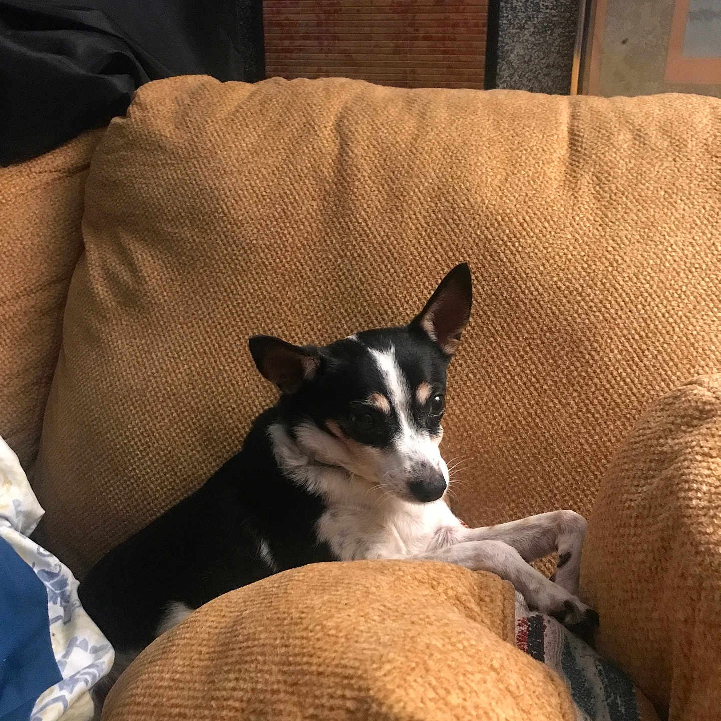 Ittyebittye joined the competition — help win amazing prizes! dog, small_dog, black_and_white, pet, animal, face, ears, eyes, snout, sitting, lounging, couch, sofa, cushions, indoor, home, furniture, portrait, cozy, relaxed