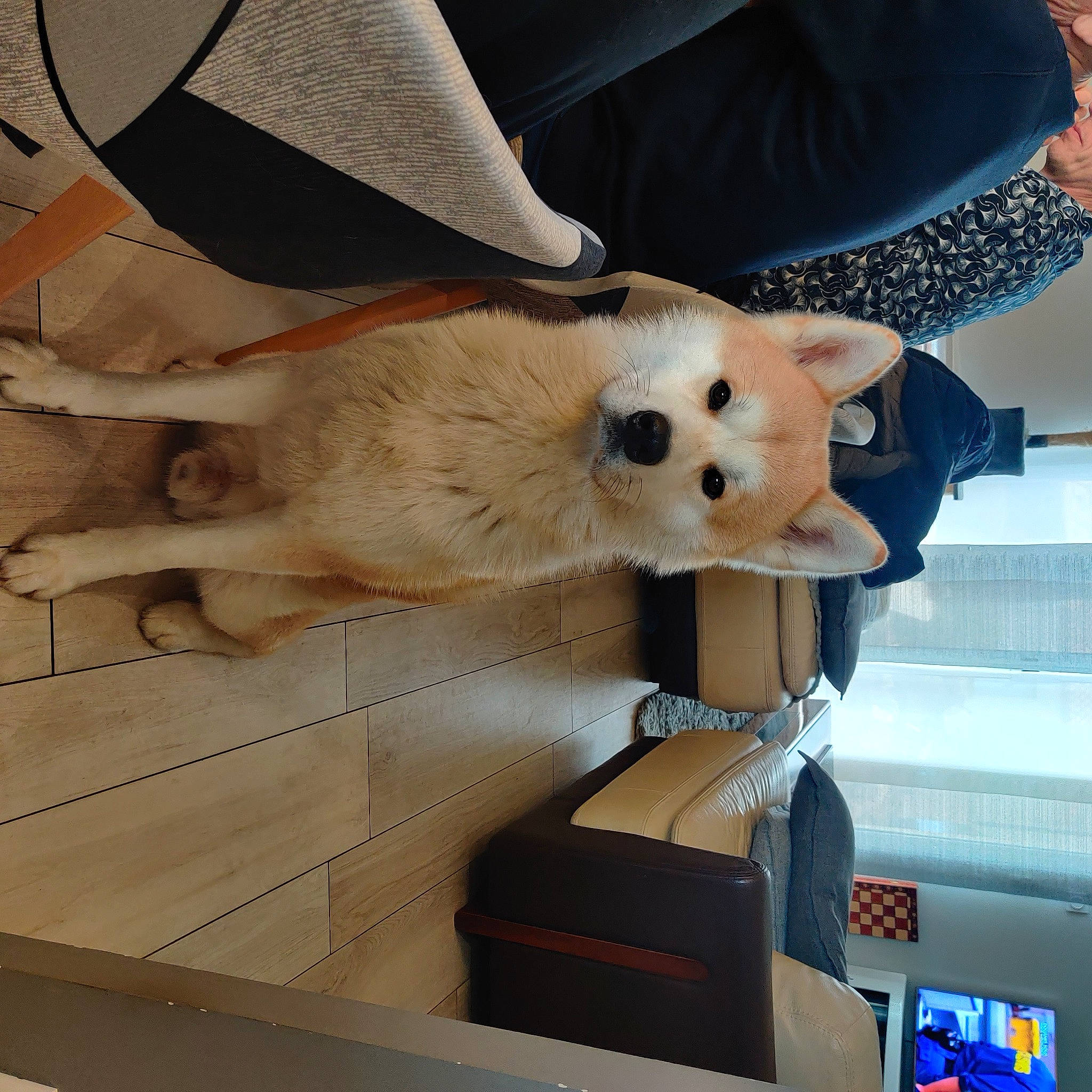 Simba a rejoint le concours — aidez-le/la à gagner de superbes lots ! canidae, carnivore, comfort, companion_dog, dog, dog_breed, dog_supply, fawn, foot, fur, hat, machine, non_sporting_group, plush, snout, spitz, sporting_group, stuffed_toy, sun_hat, working_animal