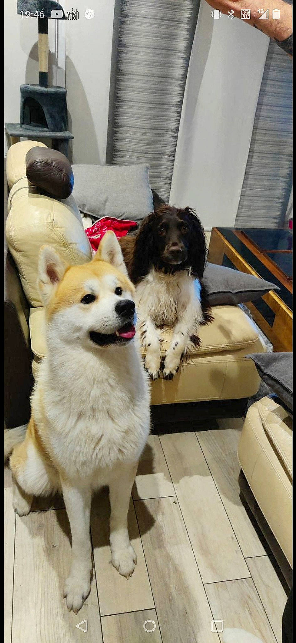 Simba a rejoint le concours — aidez-le/la à gagner de superbes lots ! ancient_dog_breeds, carnivore, chair, collar, companion_dog, couch, dog, dog_breed, dog_collar, dog_supply, flooring, fur, leash, non_sporting_group, paw, pet_supply, puppy, sporting_group, working_animal, working_dog