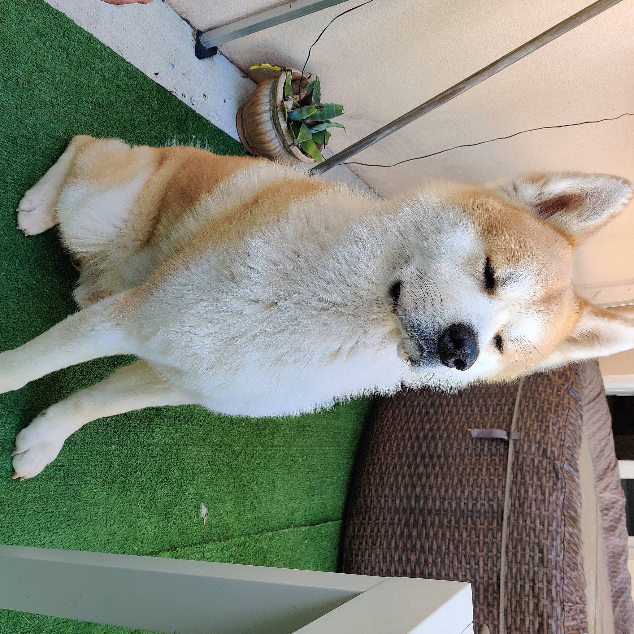 Simba a rejoint le concours — aidez-le/la à gagner de superbes lots ! canidae, carnivore, collar, companion_dog, dog, dog_breed, fawn, fur, non_sporting_group, paw, puppy, snout, spitz, sporting_group, tail, whiskers