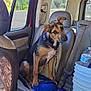 Indica joined the competition — help win amazing prizes! dog, puppy, car_interior, seat, collar, window, water_bottle, bucket, seatbelt, blue_towel, leash, sunlight, vehicle, pet, animal, inside, transportation, young_dog, curious, brown_black