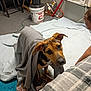 dog, blanket, indoor, carpet, quilt, air_conditioner, bucket, cable, floor, person, plaid, footwear, curious, brown_dog, black_dog, towel, furniture, head, paw, room