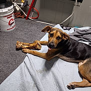 Indica joined the competition — help win amazing prizes! dog, bone, quilt, carpet, indoor, pet, playful, tongue, paw, resting, household, air_conditioner, cord, bucket, blanket, brown, black, medium_sized_dog, floor, relaxed