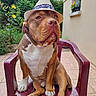 Wolf a rejoint le concours — aidez-le/la à gagner de superbes lots ! brown_fur, chair, collar, daylight, dog, floppy_ears, flowers, garden, hat, house, outdoor, patio, pet, pink_nose, pit_bull, plastic_chair, portrait, seated, serious_expression, white_chest
