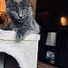 Blue a rejoint le concours — aidez-le/la à gagner de superbes lots ! animal, books, cat, cat_tree, cozy, cute, fluffy, gray_fur, green_eyes, indoor, kitten, living_room, long_hair, pet, portrait, scratching_post, sitting, television, warm_lighting, wood_floor