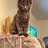 Blue participe au concours pour gagner de l'argent avec cette photo : adorable, animal, blanket, cat, cat_tree, cozy, fluffy, furniture, gray_fur, indoors, kitten, living_room, pet, plant, platform, portrait, sitting, standing, television, warm_lighting