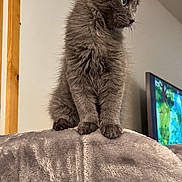 Blue participe au concours pour gagner de l'argent avec cette photo : animal, bed, blanket, cat, cute, ears, fluffy, fur, gray_cat, home, indoors, kitten, long_hair, paws, pet, portrait, profile, standing, television, whiskers