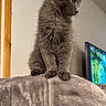 animal, bed, blanket, cat, cute, ears, fluffy, fur, gray_cat, home, indoors, kitten, long_hair, paws, pet, portrait, profile, standing, television, whiskers