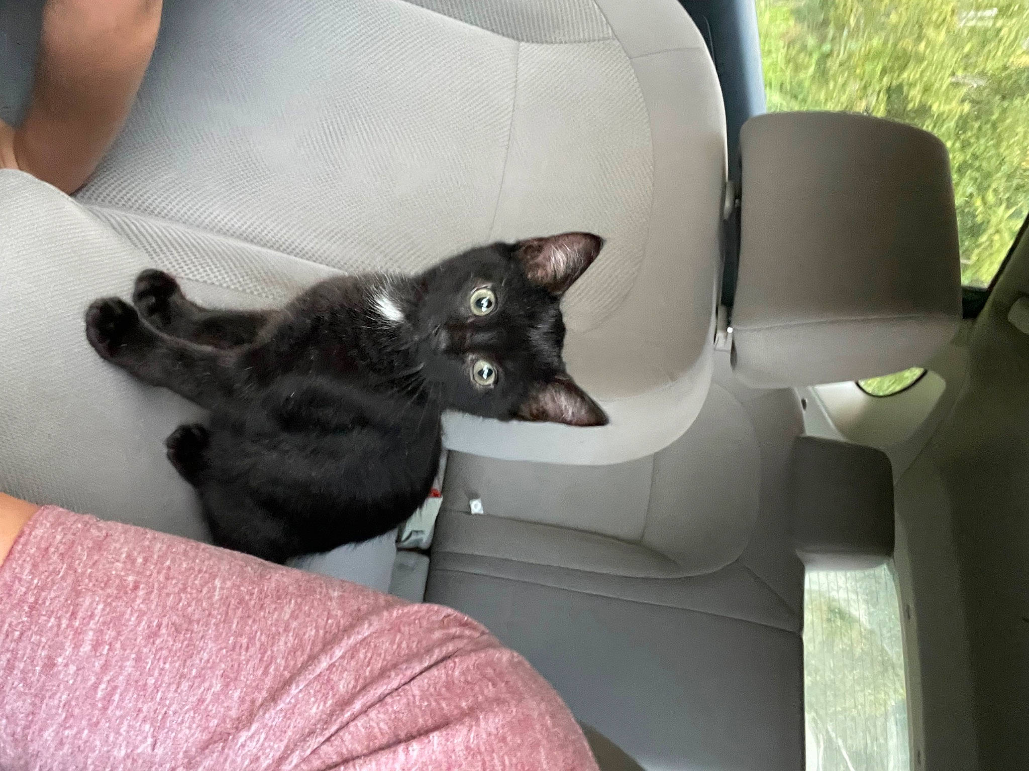 Bones is registered to the contest to win money with this photo: auto_part, black_cat, bombay, carnivore, cat, chair, comfort, domestic_short_haired_cat, family_car, felidae, fur, gesture, lap, motor_vehicle, plant, small_to_medium_sized_cats, tail, vehicle, vehicle_door, whiskers