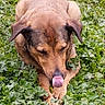 dog, animal, outdoor, greenery, plants, tongue, lying_down, nature, pet, canine, fur, ears, snout, grass, field, leafy, wildlife, resting, tongue_out, close_up