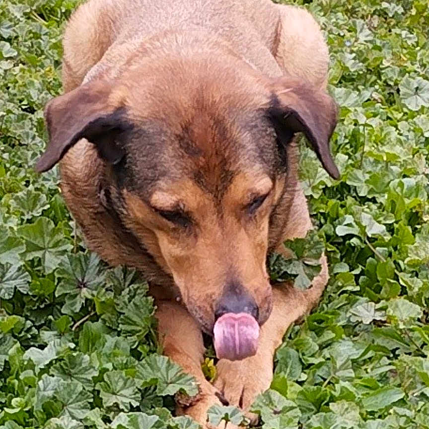 Maya