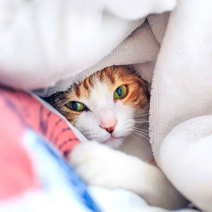 Melba a rejoint le concours — aidez-le/la à gagner de superbes lots ! carnivore, cat, claw, comfort, domestic_short_haired_cat, eye, eyelash, felidae, fur, linens, nap, paw, sleep, sleeve, small_to_medium_sized_cats, tail, textile, thread, whiskers, wool