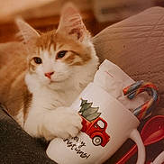Nicholas is registered to the contest to win money with this photo: background, candy_cane, cat, christmas_mug, christmas_tree, cozy, cute, festive, ginger_cat, holiday, indoor, kitten, mug, paw, red_truck, relaxed, soft_focus, spoon, table, white_cat