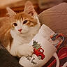background, candy_cane, cat, christmas_mug, christmas_tree, cozy, cute, festive, ginger_cat, holiday, indoor, kitten, mug, paw, red_truck, relaxed, soft_focus, spoon, table, white_cat