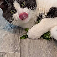 Toby is registered to the contest to win money with this photo: cat, black_and_white, tongue_out, green_leaves, wooden_floor, pet, animal, playful, cute, fur, whiskers, paws, indoor, close_up, mammal, domestic_animal, relaxed, eyes, face, lying_down