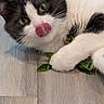cat, black_and_white, tongue_out, green_leaves, wooden_floor, pet, animal, playful, cute, fur, whiskers, paws, indoor, close_up, mammal, domestic_animal, relaxed, eyes, face, lying_down