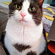 Toby is registered to the contest to win money with this photo: animal, bed, blanket, cat, close_up, curious, cute, domestic_animal, ears, face, feline, fur, green_eyes, home, indoor, pet, pink_nose, sitting, soft, whiskers