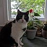 Toby is registered to the contest to win money with this photo: cat, black_and_white, indoor, window, plants, potted_plants, countertop, blinds, greenery, pet, animal, curious, sitting, domestic, feline, natural_light, home, cozy, quiet, still_life