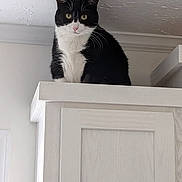 Millie is registered to the contest to win money with this photo: cat, black_and_white, perched, cabinet, indoor, curious, feline, pet, animal, white_wall, white_ceiling, wooden_cabinet, looking_down, domestic_cat, portrait, quiet, calm, home, household, curiosity