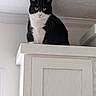 cat, black_and_white, perched, cabinet, indoor, curious, feline, pet, animal, white_wall, white_ceiling, wooden_cabinet, looking_down, domestic_cat, portrait, quiet, calm, home, household, curiosity
