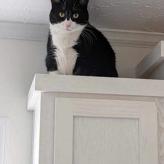 Millie