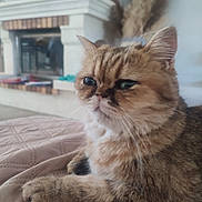 Wisky a rejoint le concours — aidez-le/la à gagner de superbes lots ! cat, tabby, feline, pet, indoor, bedspread, quilted, fur, whiskers, ears, paw, resting, cozy, fireplace, home, decor, plant, blurred_background, comfort, relaxation