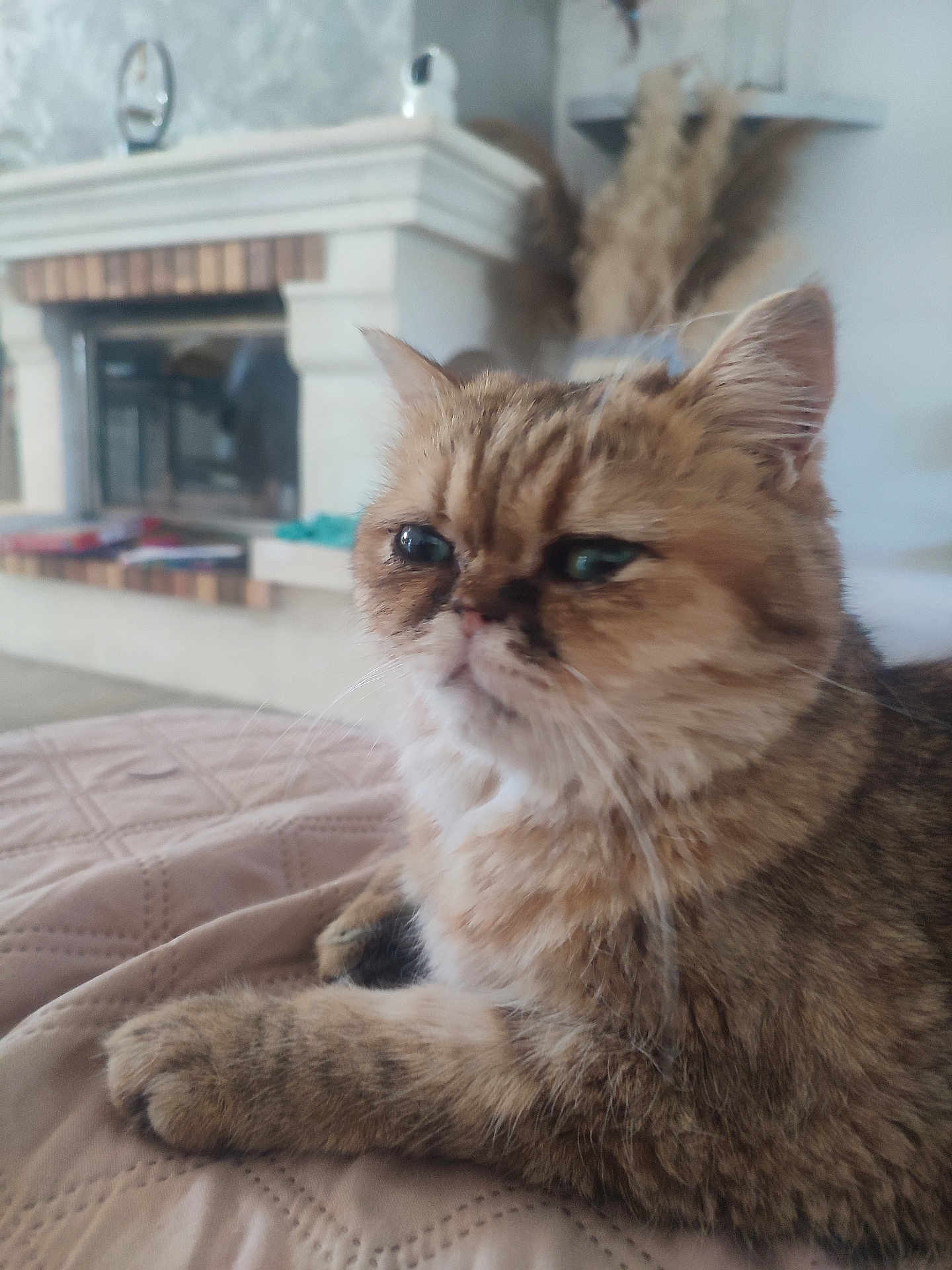 Wisky a rejoint le concours — aidez-le/la à gagner de superbes lots ! cat, tabby, feline, pet, indoor, bedspread, quilted, fur, whiskers, ears, paw, resting, cozy, fireplace, home, decor, plant, blurred_background, comfort, relaxation