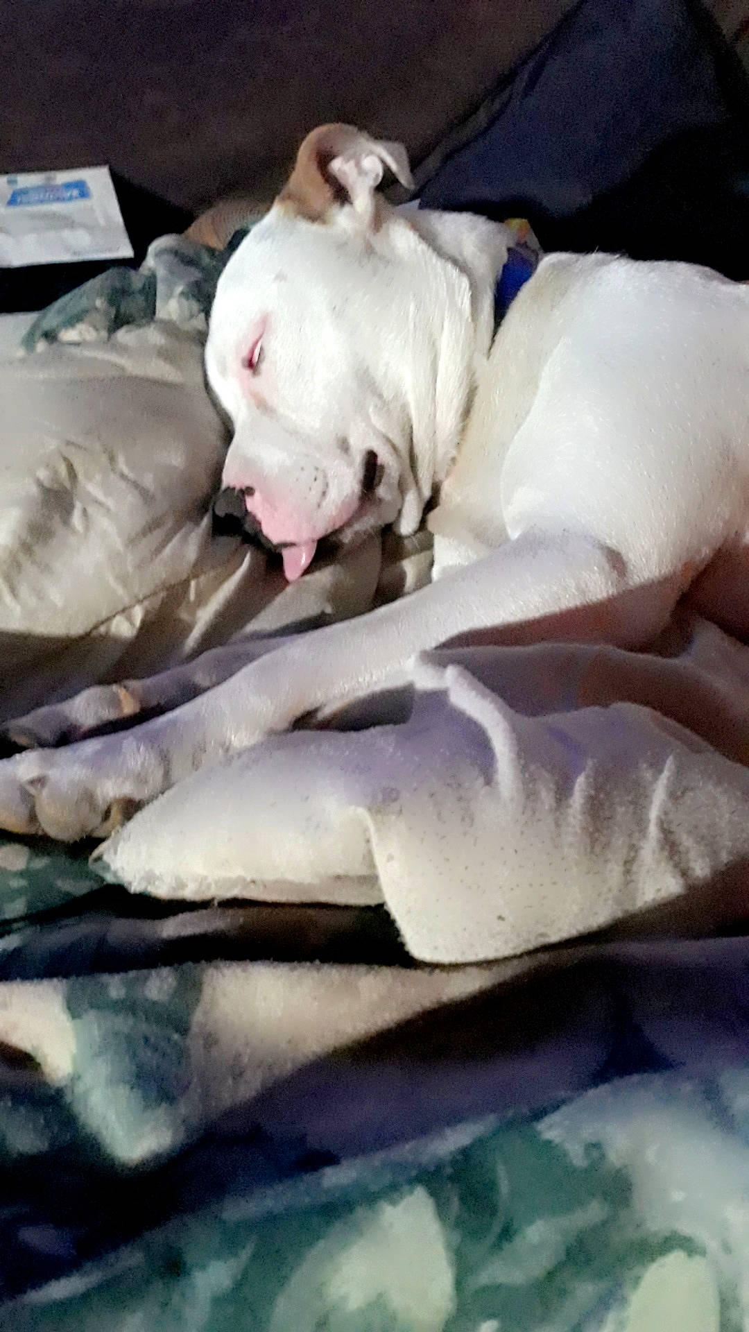 Doc joined the competition — help win amazing prizes! bed_sheet, bedding, canidae, carnivore, comfort, companion_dog, dog, dog_breed, fawn, flesh, guard_dog, linens, nap, non_sporting_group, sleep, snout, sporting_group, toy_dog, white, wrinkle