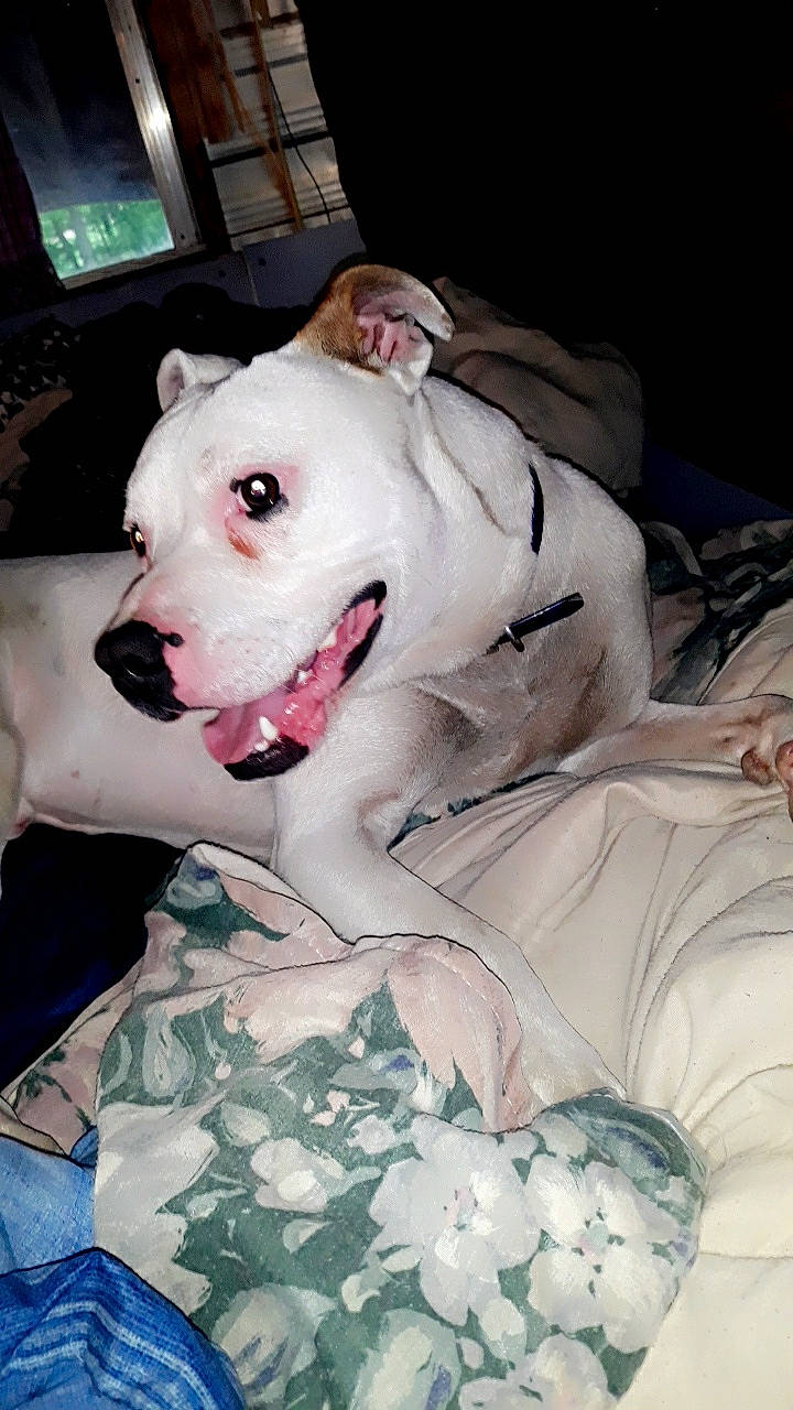 Doc is registered to the contest to win money with this photo: canidae, carnivore, comfort, companion_dog, cordoba_fighting_dog, dog, dog_breed, fawn, fur, guard_dog, linens, molosser, non_sporting_group, pet_supply, snout, sporting_group, terrestrial_animal, whiskers, white, working_animal