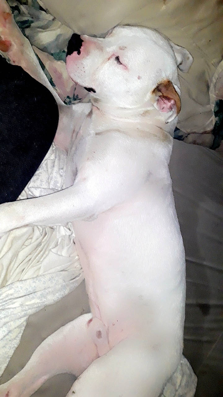 Doc joined the competition — help win amazing prizes! carnivore, chest, collar, comfort, companion_dog, dog, dog_breed, fawn, fur, neck, non_sporting_group, pink, snout, sporting_group, tail, terrestrial_animal, trunk, whiskers, white, working_animal