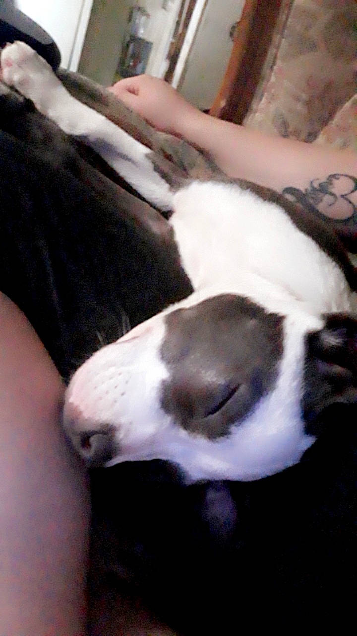 Panda is registered to the contest to win money with this photo: boston_terrier, canidae, carnivore, comfort, companion_dog, dog, dog_breed, ear, fawn, fur, human_leg, leg, nail, nap, puppy_love, snout, sporting_group, tail, whiskers, working_animal