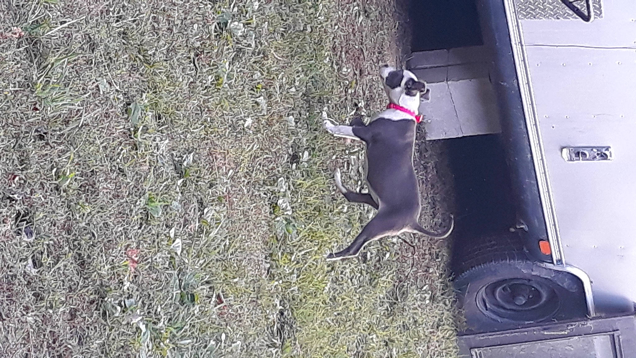 Panda is registered to the contest to win money with this photo: asphalt, automotive_exterior, automotive_lighting, automotive_tire, bumper, canidae, carnivore, dog_breed, door, fender, grass, grey, motor_vehicle, road_surface, sidewalk, tail, tints_and_shades, vehicle, vehicle_door, window