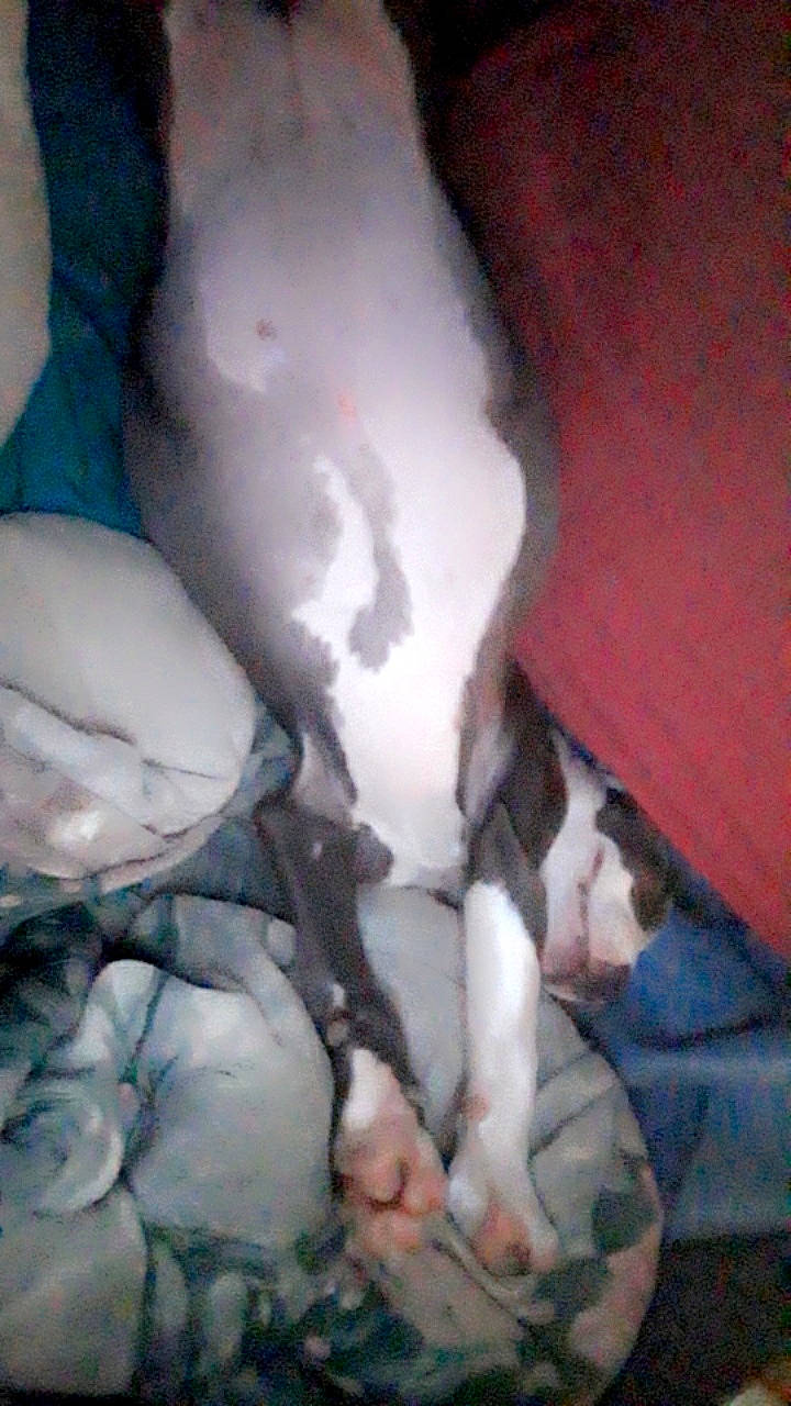 Panda is registered to the contest to win money with this photo: art, comfort, dog_breed, flesh, foot, fur, human_leg, paw, snout, tail, visual_arts