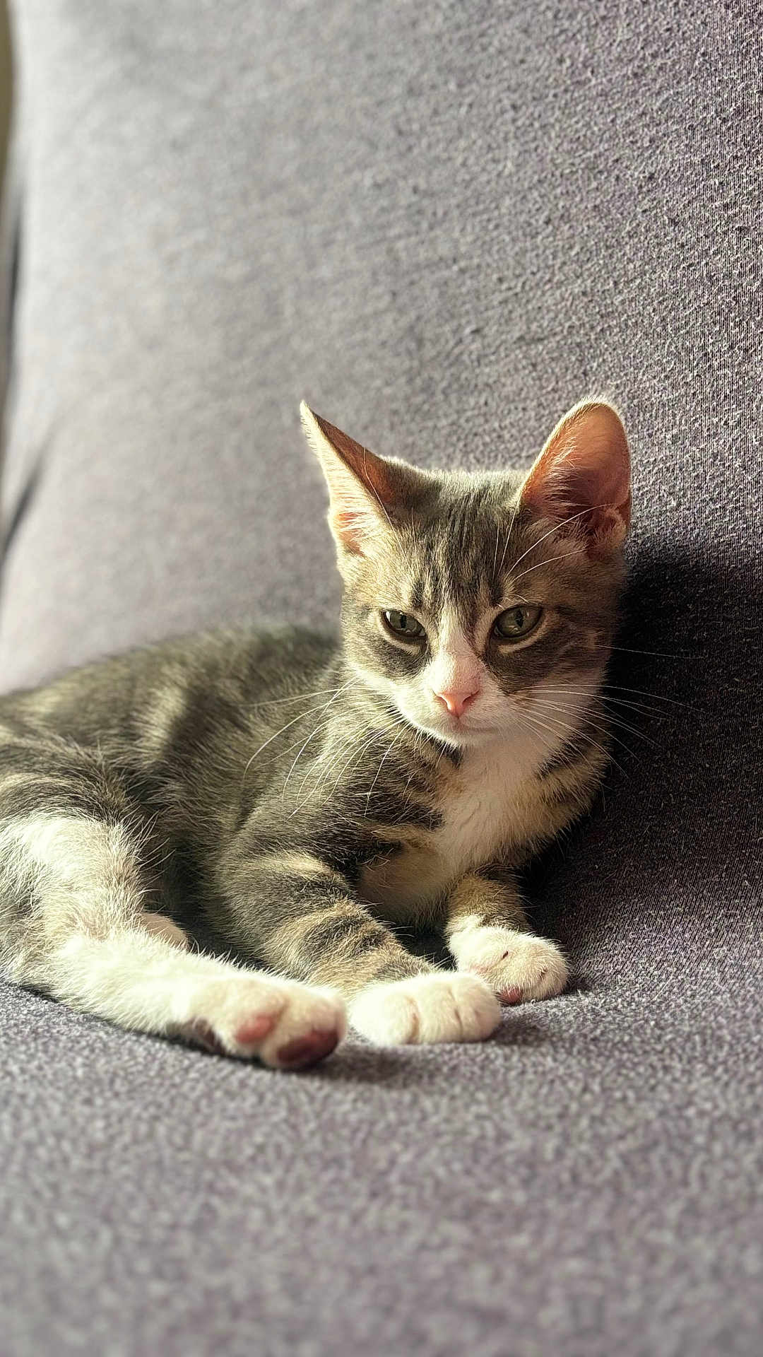 Sasuke a rejoint le concours — aidez-le/la à gagner de superbes lots ! cat, kitten, tabby, fur, whiskers, paws, couch, gray, texture, relaxed, indoor, pet, animal, closeup, portrait, resting, cute, soft_light, feline, home