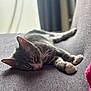 Sasuke a rejoint le concours — aidez-le/la à gagner de superbes lots ! cat, tabby, sleeping, couch, indoor, relaxation, pet, fur, whiskers, paw, soft, window, natural_light, cozy, resting, animal, feline, home, quiet, comfortable