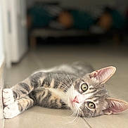 Sasuke participe au concours pour gagner de l'argent avec cette photo : cat, tabby, pet, animal, lying_down, floor, indoor, whiskers, ears, eyes, pink_nose, curious, cute, feline, closeup, relaxed, tile_floor, domestic, young_cat, soft_light