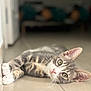 cat, tabby, pet, animal, lying_down, floor, indoor, whiskers, ears, eyes, pink_nose, curious, cute, feline, closeup, relaxed, tile_floor, domestic, young_cat, soft_light