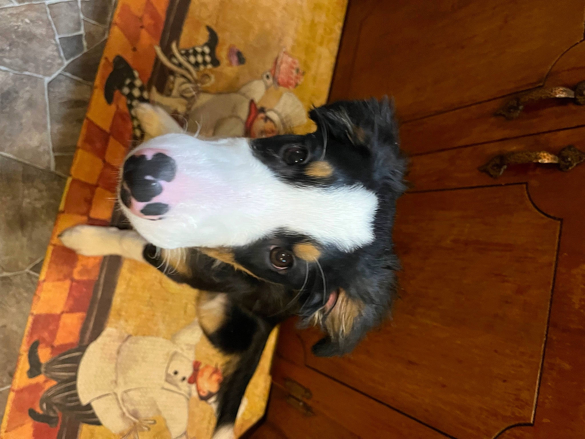 Duke is registered to the contest to win money with this photo: bernese_mountain_dog, canidae, carnivore, collar, companion_dog, dog, dog_breed, dog_supply, flooring, fur, giant_dog_breed, hardwood, herding_dog, paw, sporting_group, whiskers, wood, working_animal, working_dog