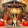 autumn, border_collie, dog, fall_decoration, fall_foliage, farmhouse_style, festive, hay_bale, leaf_litter, nature, orange_bandana, outdoor, pet, plaid_bunting, pumpkin, rustic, seasonal_decor, string_lights, vintage_watering_can, wooden_gazebo