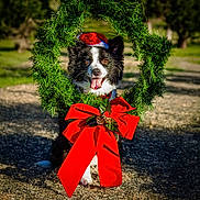 Sadie joined the competition — help win amazing prizes! animal, border_collie, christmas_wreath, decorations, dog, festive, grass, greenery, happy, holiday, nature, outdoor, pet, portrait, red_bow, santa_hat, seasonal, smiling, sunlight, tongue_out