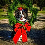animal, border_collie, christmas_wreath, decorations, dog, festive, grass, greenery, happy, holiday, nature, outdoor, pet, portrait, red_bow, santa_hat, seasonal, smiling, sunlight, tongue_out