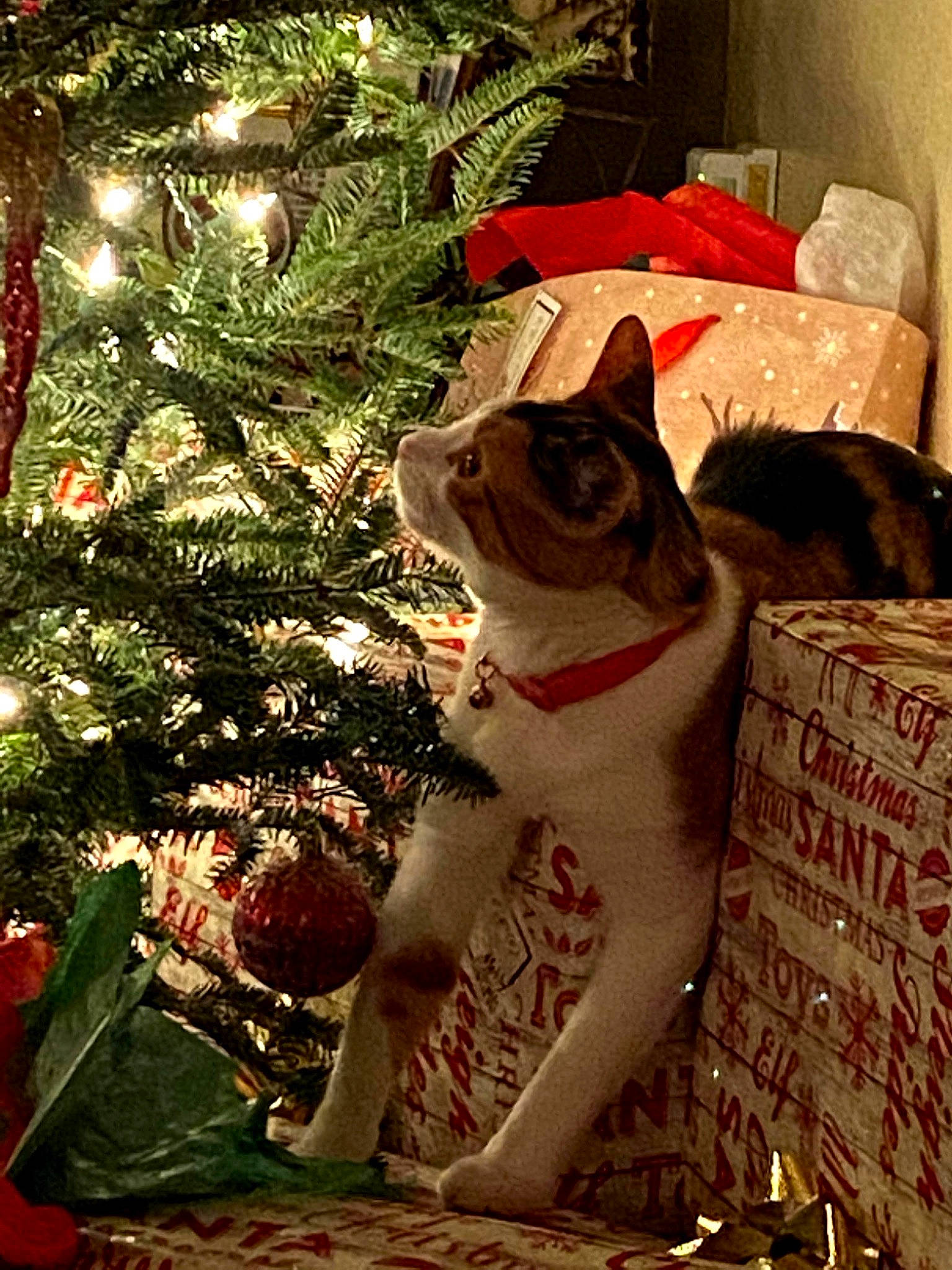 Josie joined the competition — help win amazing prizes! carnivore, cat, christmas, christmas_decoration, christmas_ornament, christmas_tree, event, evergreen, fawn, felidae, fur, holiday, holiday_ornament, light, ornament, plant, small_to_medium_sized_cats, tree, whiskers, wood