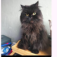 Blacky a rejoint le concours — aidez-le/la à gagner de superbes lots ! cat, black_cat, long_hair, yellow_eyes, fluffy_fur, pet, indoor, portrait, close_up, sitting, intense_gaze, wooden_shelf, textured_wall, messaging_screenshot, smartphone_ui, contact_avatar, icons, storage_box, bag, cup