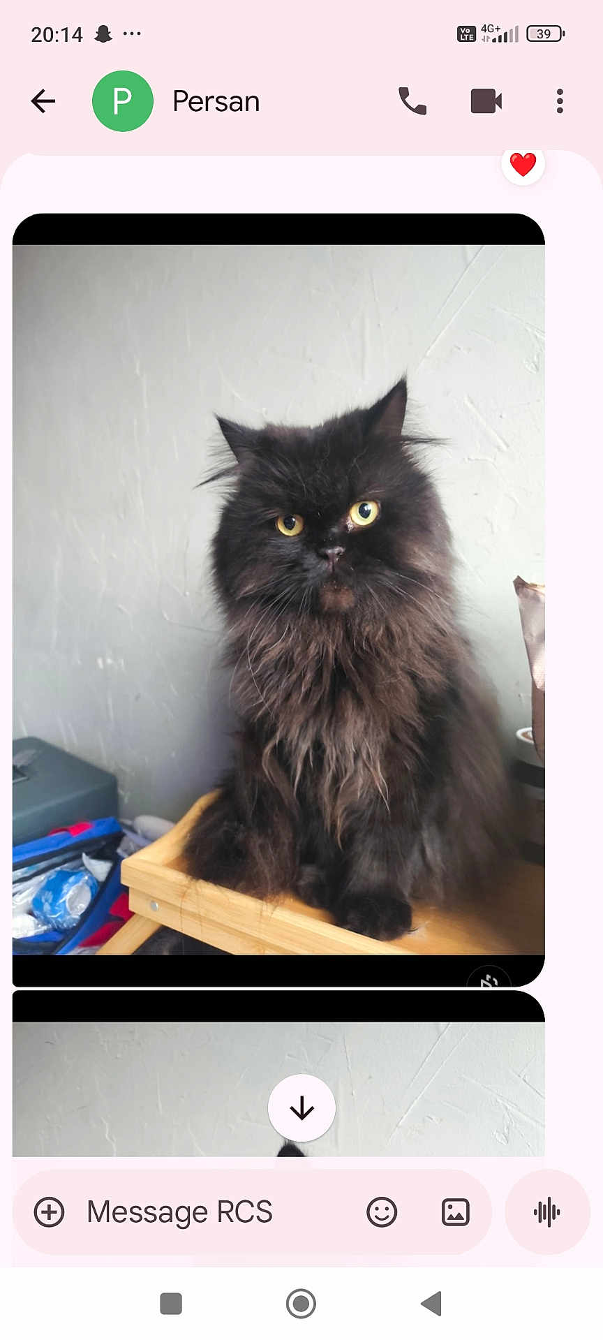 Blacky a rejoint le concours — aidez-le/la à gagner de superbes lots ! cat, black_cat, long_hair, yellow_eyes, fluffy_fur, pet, indoor, portrait, close_up, sitting, intense_gaze, wooden_shelf, textured_wall, messaging_screenshot, smartphone_ui, contact_avatar, icons, storage_box, bag, cup