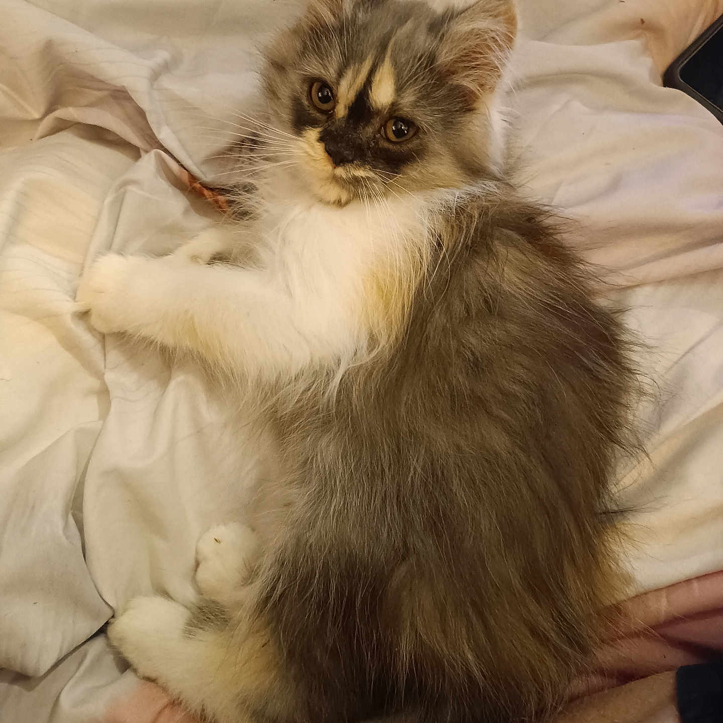 Abigail a rejoint le concours — aidez-le/la à gagner de superbes lots ! animal, bed, blanket, cat, cozy, cute, domestic_animal, face, feline, fluffy, fur, indoor, kitten, looking, paw, pet, resting, soft, whiskers, young