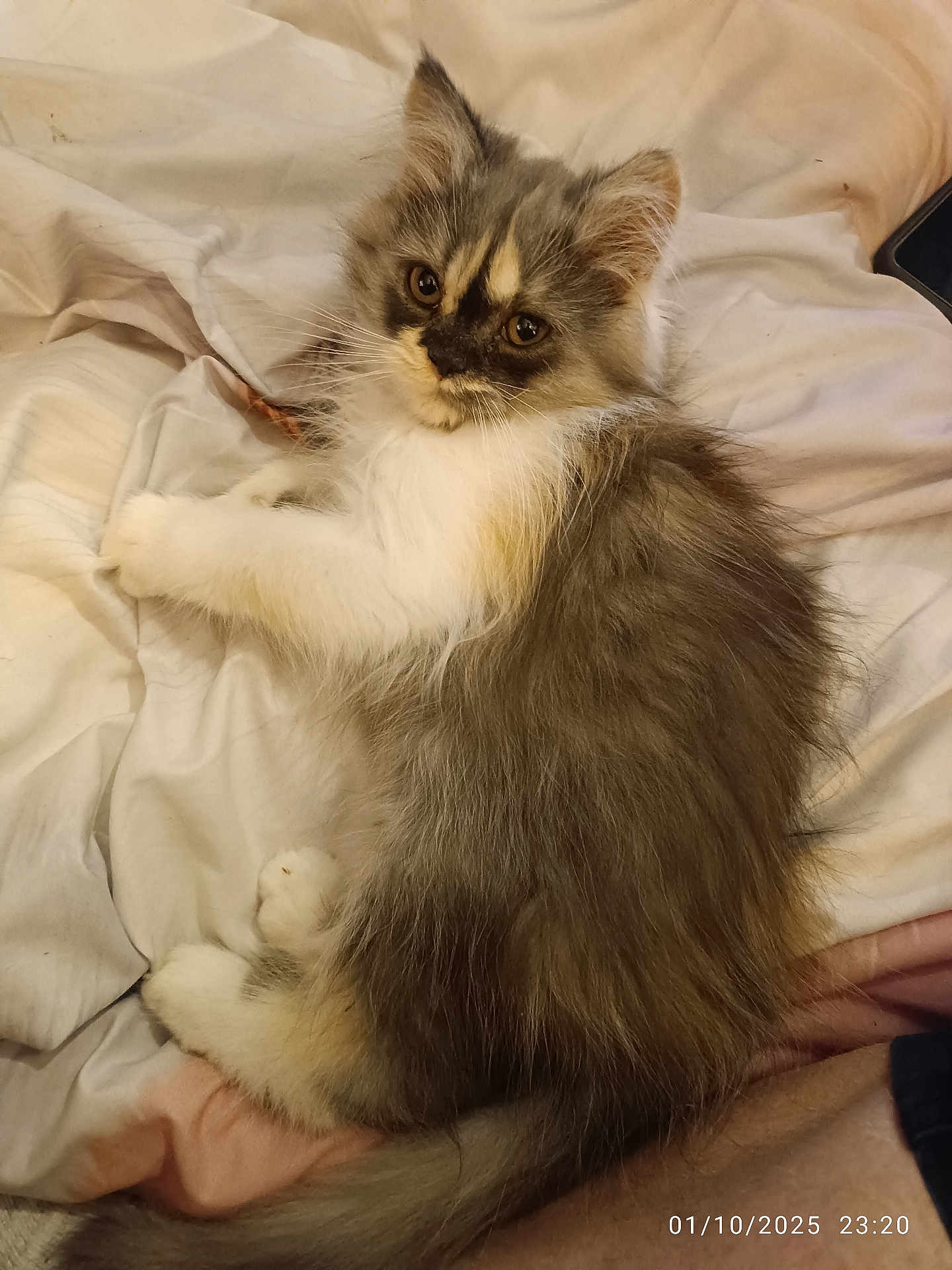 Abigail a rejoint le concours — aidez-le/la à gagner de superbes lots ! kitten, cat, fluffy, pet, animal, bed, blanket, fur, cute, domestic_animal, whiskers, paw, resting, face, young, indoor, feline, looking, soft, cozy