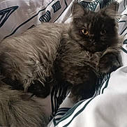 Huco participe au concours pour gagner de l'argent avec cette photo : cat, fluffy, grey, black, pet, animal, lying_down, blanket, pattern, indoor, fur, relaxed, cute, whiskers, tail, bed, comfort, domestic, resting, cozy