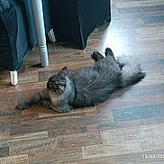 Huco participe au concours pour gagner de l'argent avec cette photo : black_fabric, cat, chair_leg, floor_pattern, fluffy_cat, fur, furniture, hardwood_floor, indoor, long_hair, lying_down, natural_light, paws, pet, relaxed, shadow, table_leg, tail, timestamp, wooden_floor